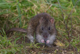 Rat 